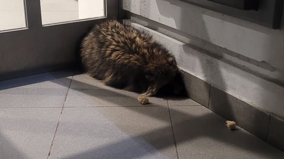 U bankomatu v České Lípě našli psíka mývalovitého
